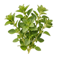 Orégano