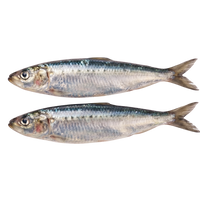 Sardinas